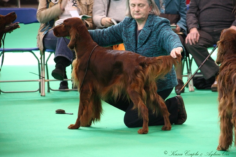 Crufts2011 630.jpg